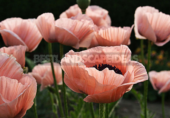 How To Plant And Care For Poppy