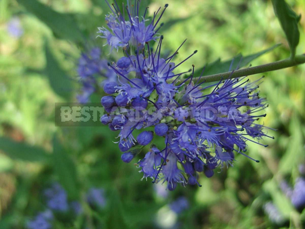 Caryopteris: Botanical Reference, Cultivation and Care