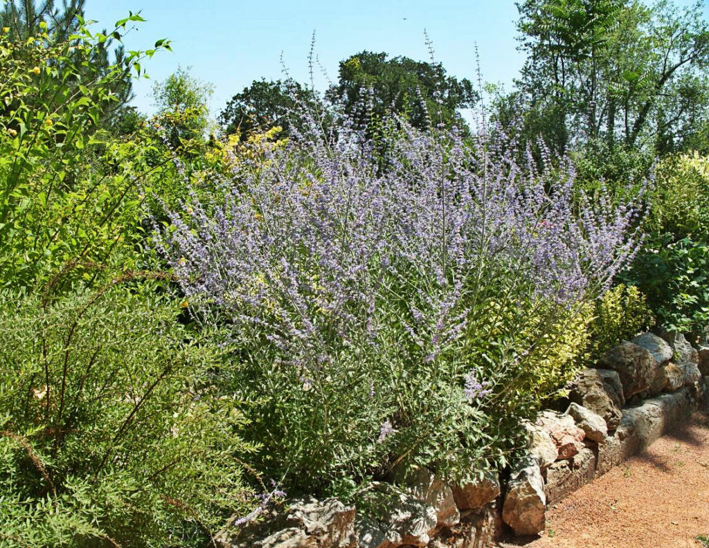 How To Plant And Care For Watermelon Perovskia Atriplicifolia