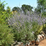 How To Plant And Care For Watermelon Perovskia Atriplicifolia