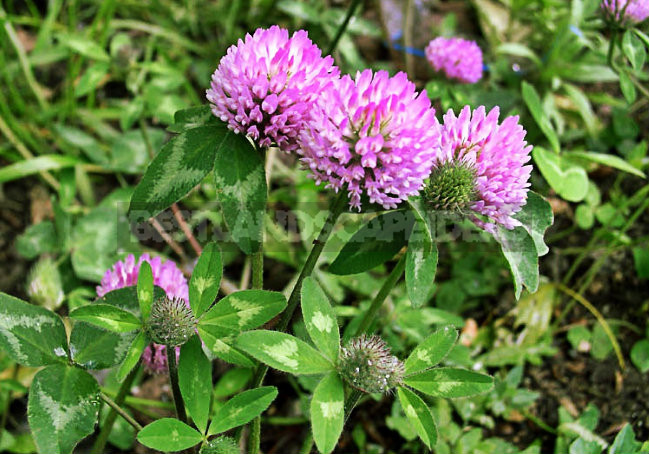 How To Plant And Care For Clover
