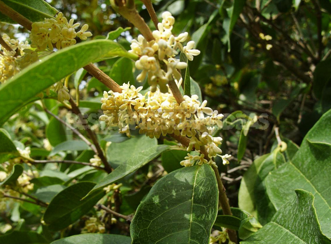 Fragrant Osmanthus - Garden Decoration