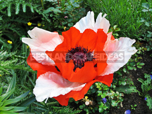How To Plant And Care For Poppy