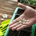 3 Common Myth About the Seeds that Exist Among Gardeners