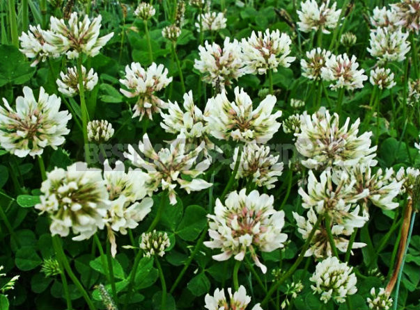 How To Plant And Care For Clover