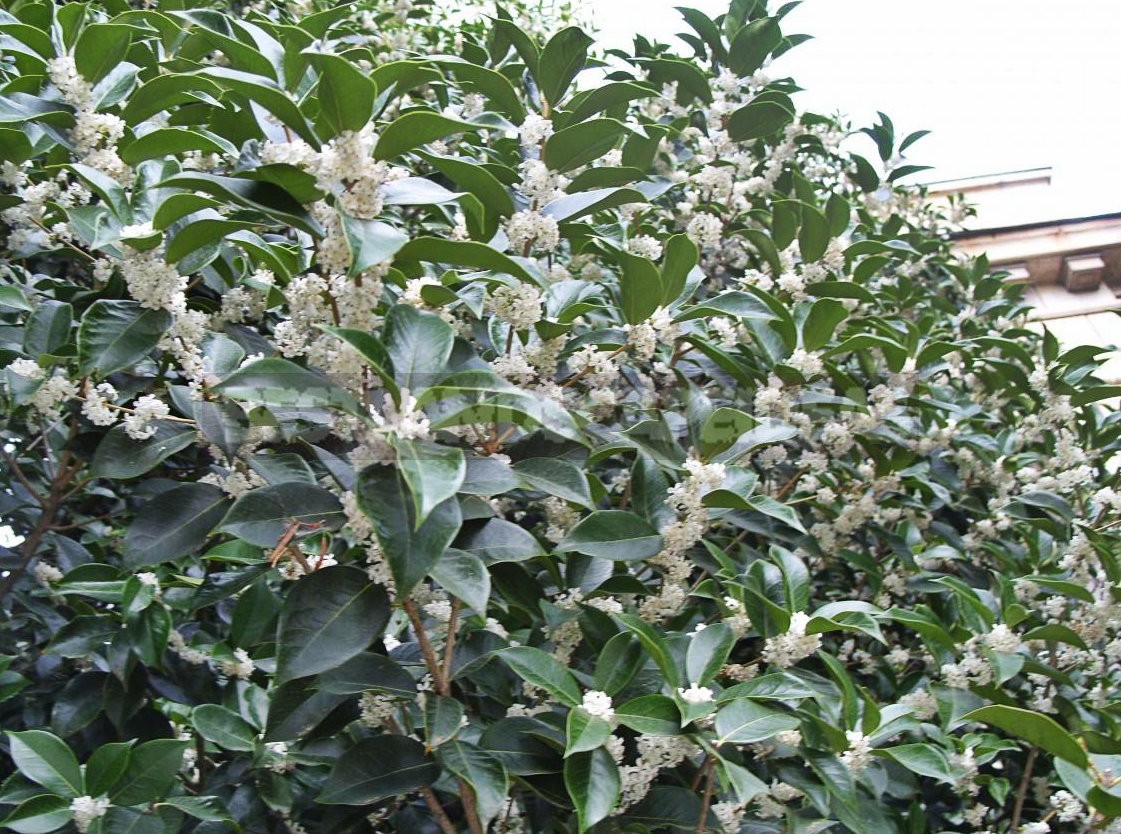 Fragrant Osmanthus - Garden Decoration