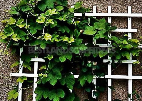 Trellis-Stylish Garden Decoration