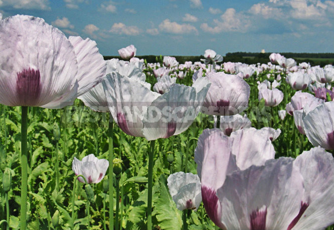 How To Plant And Care For Poppy