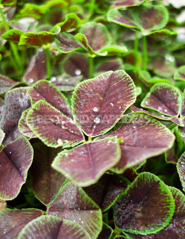 How To Plant And Care For Clover