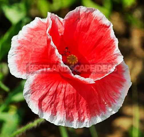 How To Plant And Care For Poppy