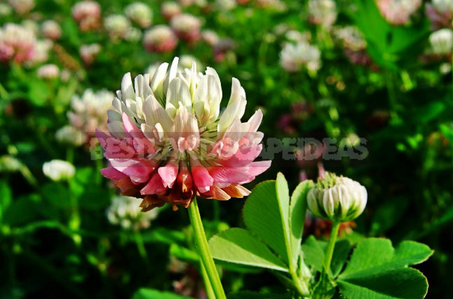 How To Plant And Care For Clover