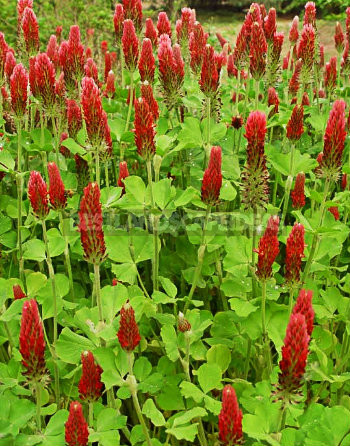 How To Plant And Care For Clover