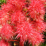Ricinus: Description, Varieties, Application