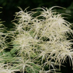 Aruncus: Cultivation and Care, Species