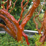 Beauty Out of Season: Trees and Shrubs with Unusual Bark