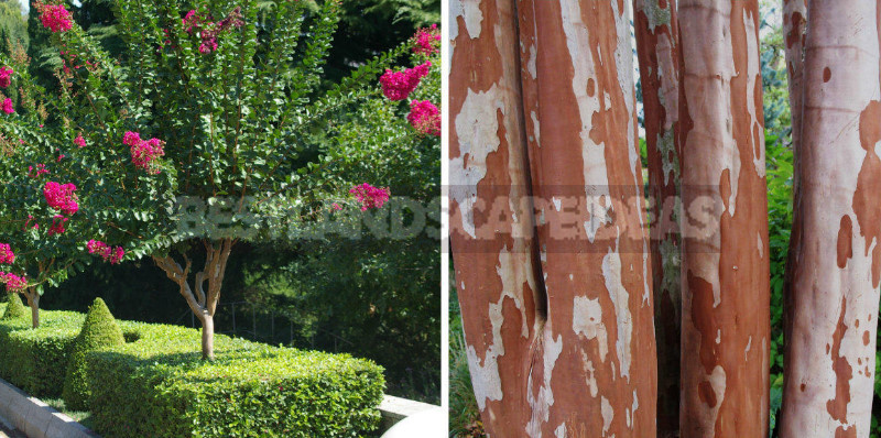 Beauty Out of Season: Trees and Shrubs with Unusual Bark