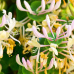 Decorative Honeysuckle: Growing and Care (Part 2)