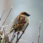 How to Feed Birds in Winter: Feed and Feeders