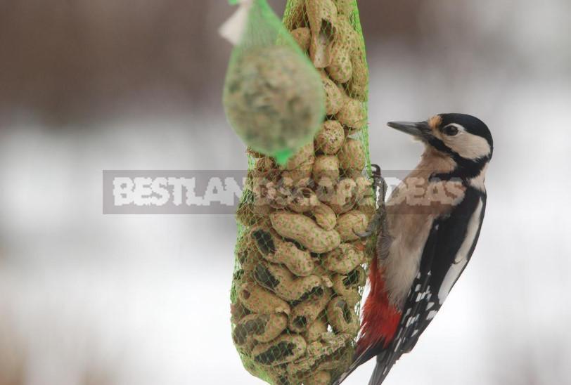 How to Feed Birds in Winter: Feed and Feeders