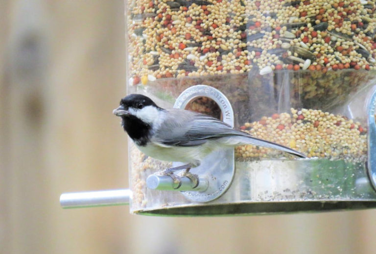 How to Feed Birds in Winter Feed and Feeders Best Landscape Ideas