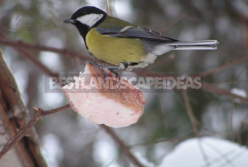 How to Feed Birds in Winter: Feed and Feeders