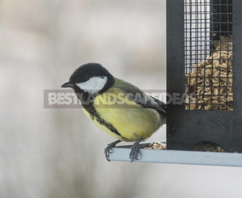 How to Feed Birds in Winter: Feed and Feeders