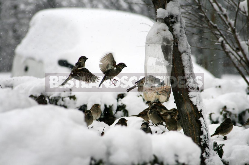 How to Feed Birds in Winter: Feed and Feeders