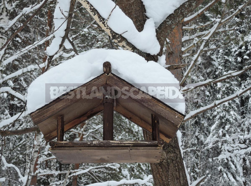 How to Feed Birds in Winter: Feed and Feeders