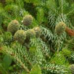 Abies and Pseudotsuga: Not To Be Confused With Christmas Trees!