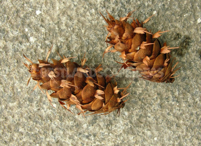 Abies and Pseudotsuga: Not To Be Confused With Christmas Trees!