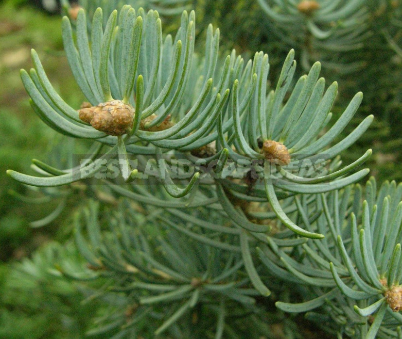 Abies and Pseudotsuga: Not To Be Confused With Christmas Trees!