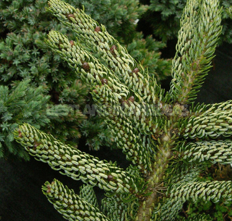 Abies and Pseudotsuga: Not To Be Confused With Christmas Trees!