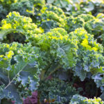 Kale: the Beauty and Use in the Garden (Part 2)