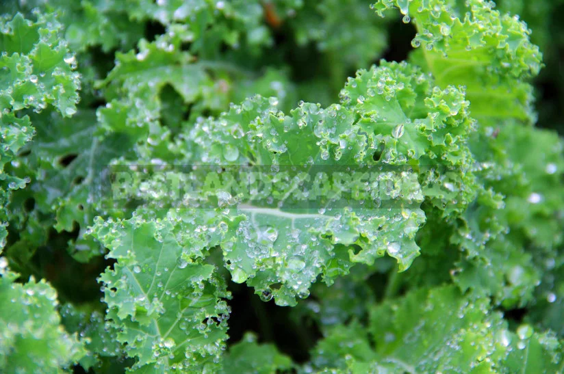 Kale: the Beauty and Use in the Garden (Part 2)
