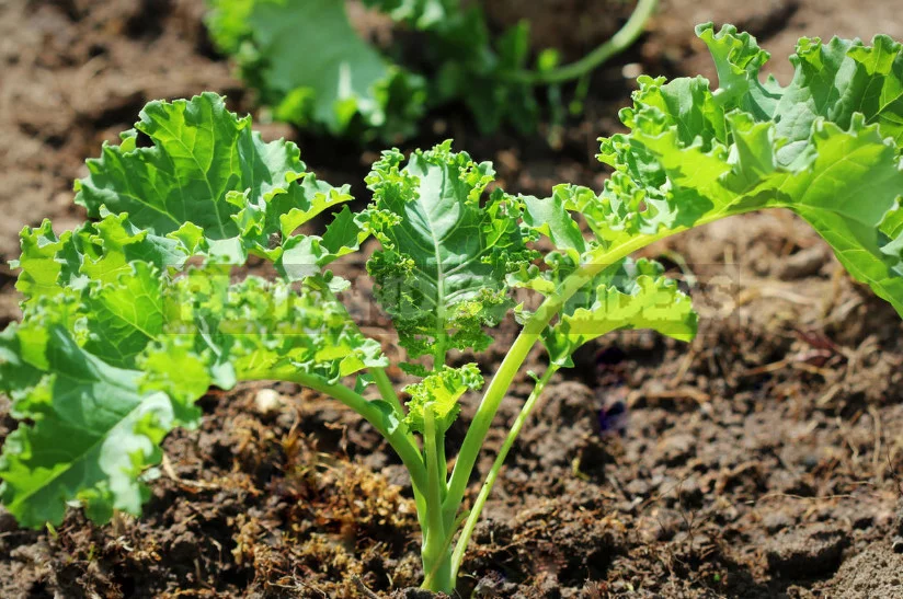 Kale: the Beauty and Use in the Garden (Part 2)