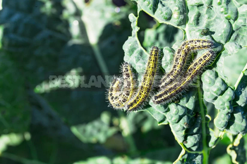 Kale: the Beauty and Use in the Garden (Part 2)