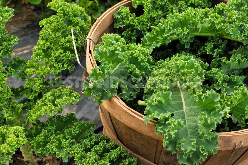 Kale: the Beauty and Use in the Garden (Part 2)