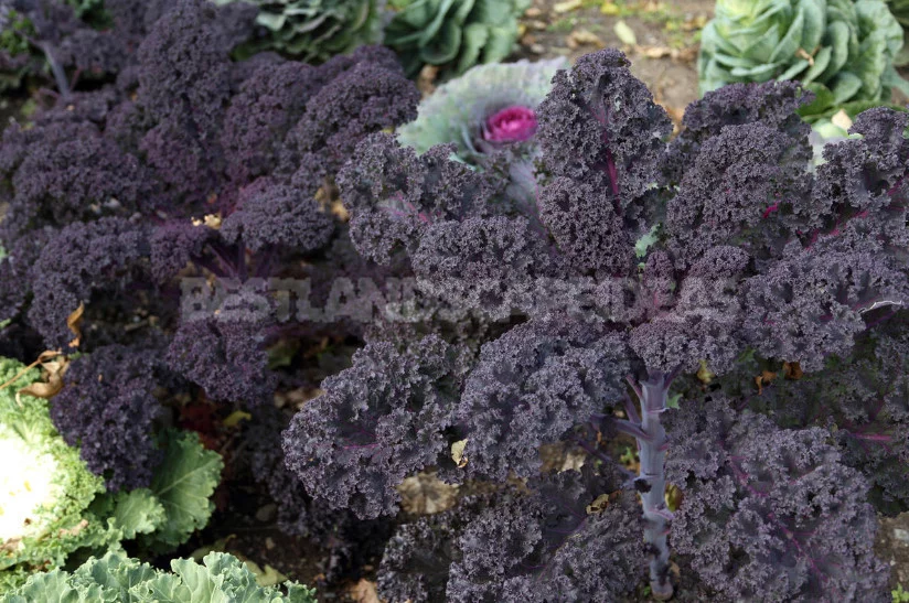 Kale: the Beauty and Use in the Garden (Part 2)