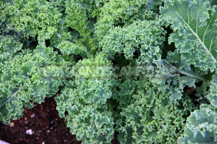 Kale: the Beauty and Use in the Garden (Part 2)