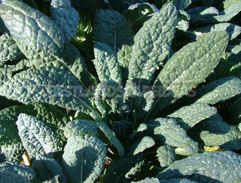 Kale: the Beauty and Use in the Garden (Part 2)