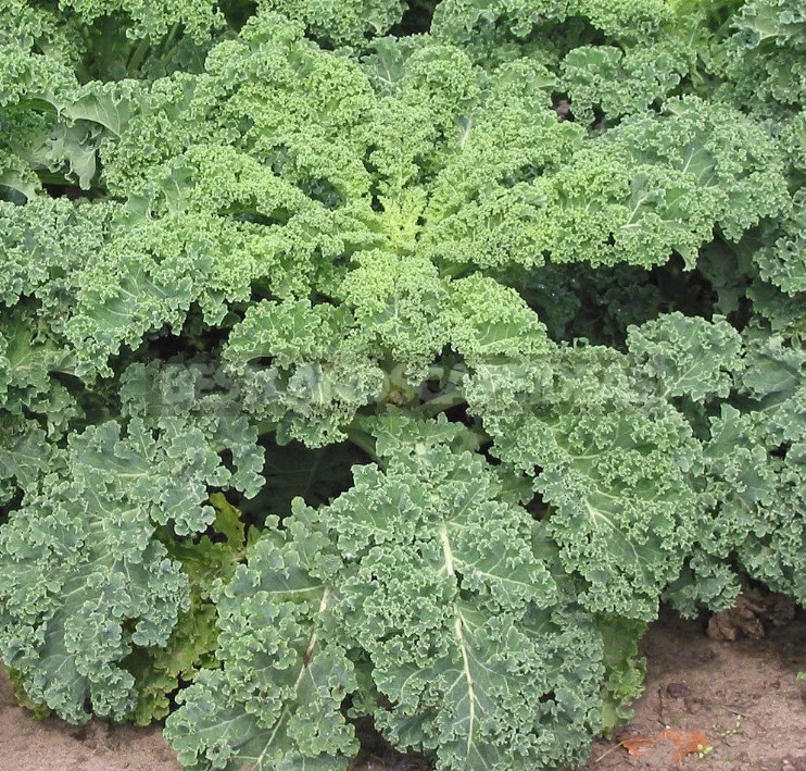 Kale: the Beauty and Use in the Garden (Part 2)
