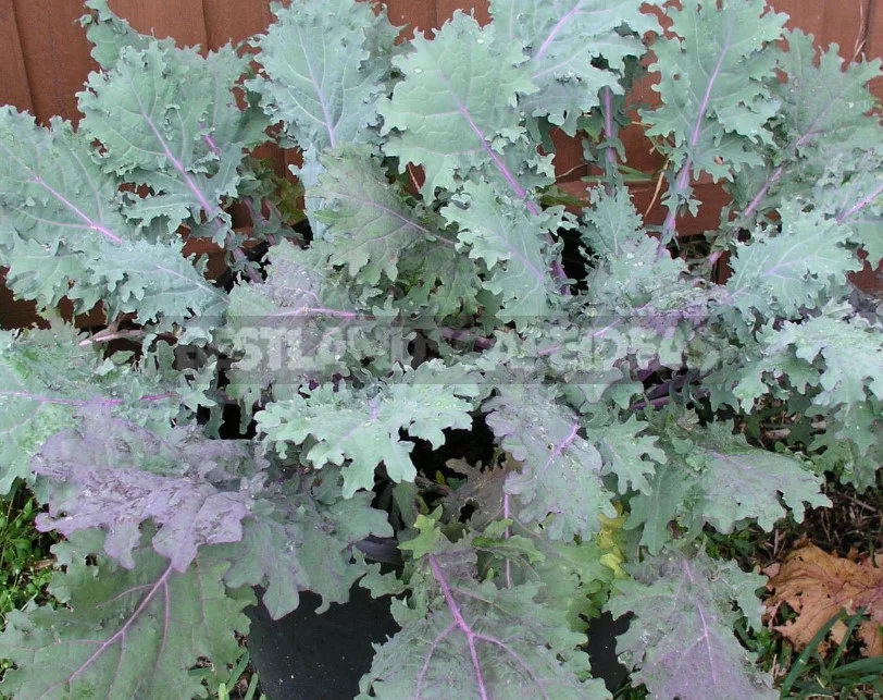 Kale: the Beauty and Use in the Garden (Part 2)