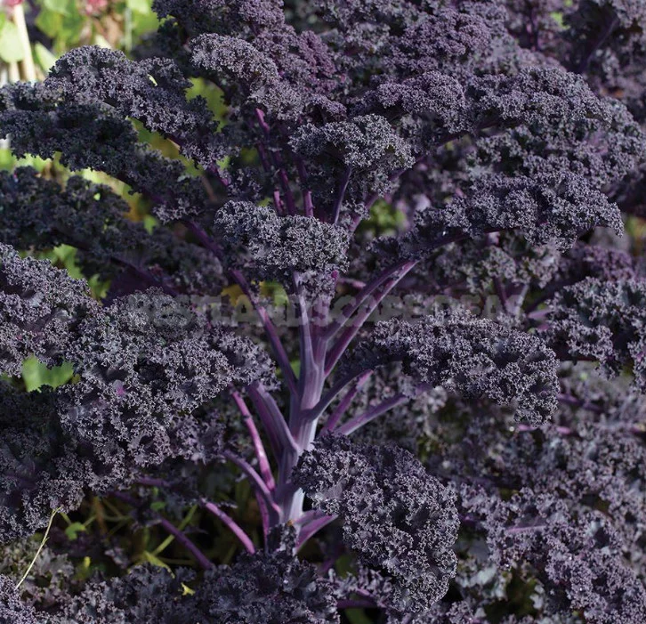Kale: the Beauty and Use in the Garden (Part 2)