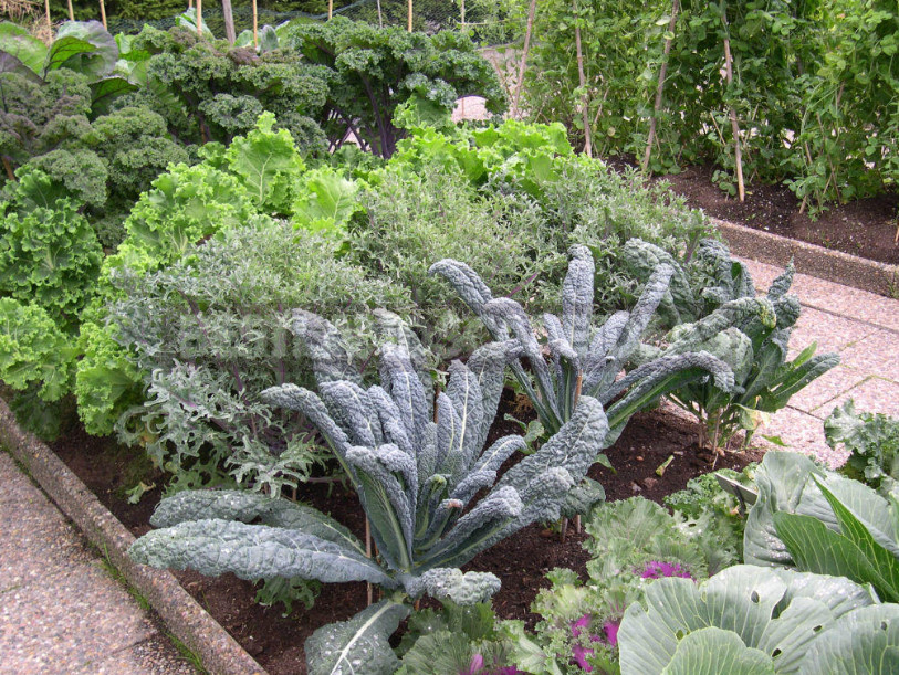 Kale: the Beauty and Use in the Garden (Part 1)