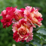 Lace Roses