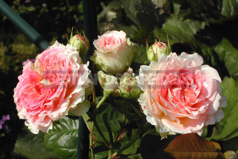 Lace Roses