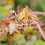 Late Blight Strawberries and Raspberries