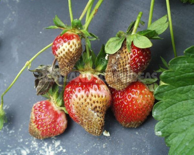 Late Blight Strawberries and Raspberries