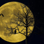 Lunar Calendar