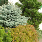 10 Best Blue Spruce: Species and Varieties